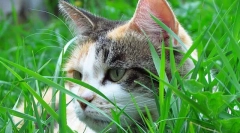 Trava za mačke in mačke, kako rastejo travo